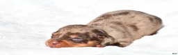 Miniature Dachshund dogs for sale: Holly - Ad 11
