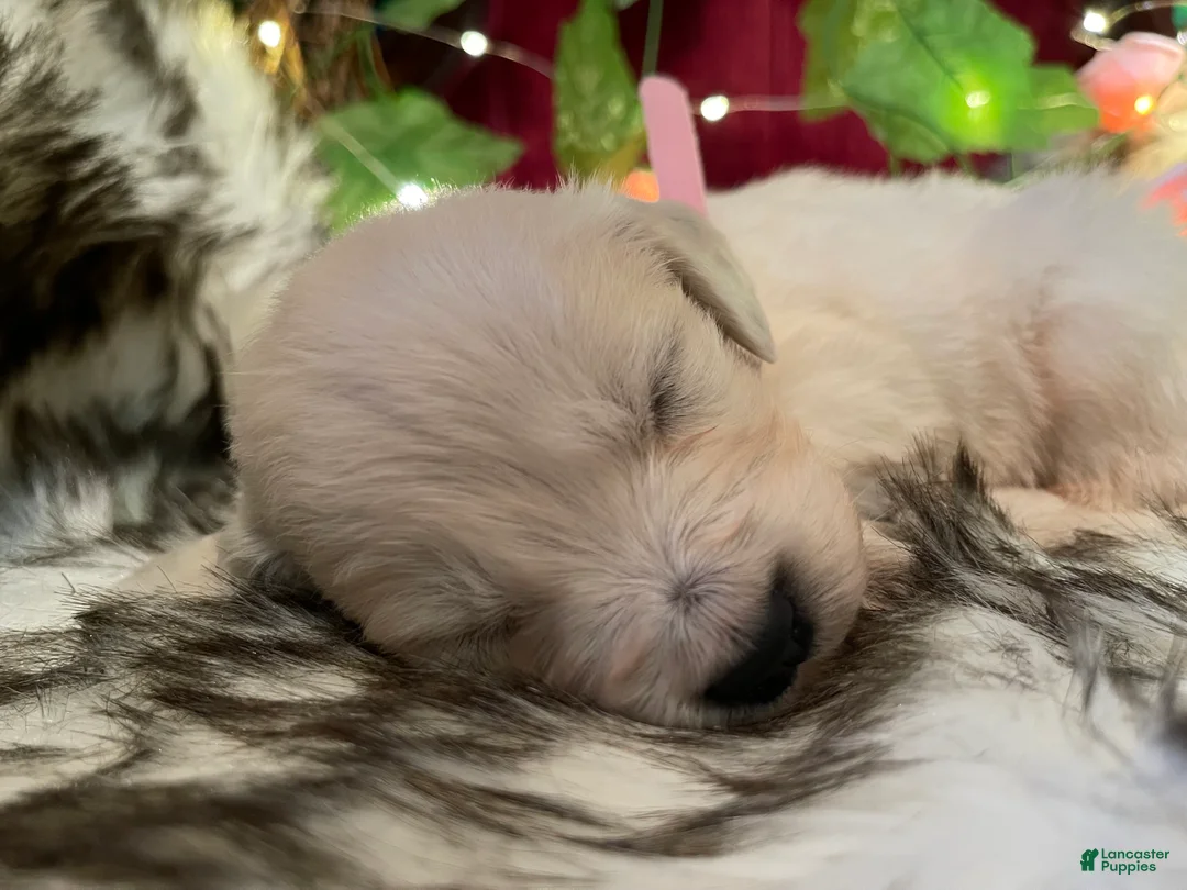 Golden Retriever dogs for sale: Maggie - Ad 2