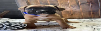 Doug