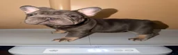 French Bulldog dogs for sale: Machop - Ad 3
