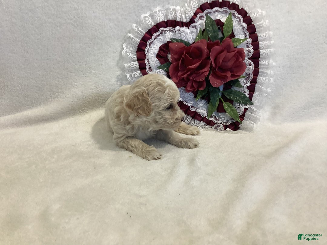 Maltipoo dogs for sale: Crispie - Ad 2