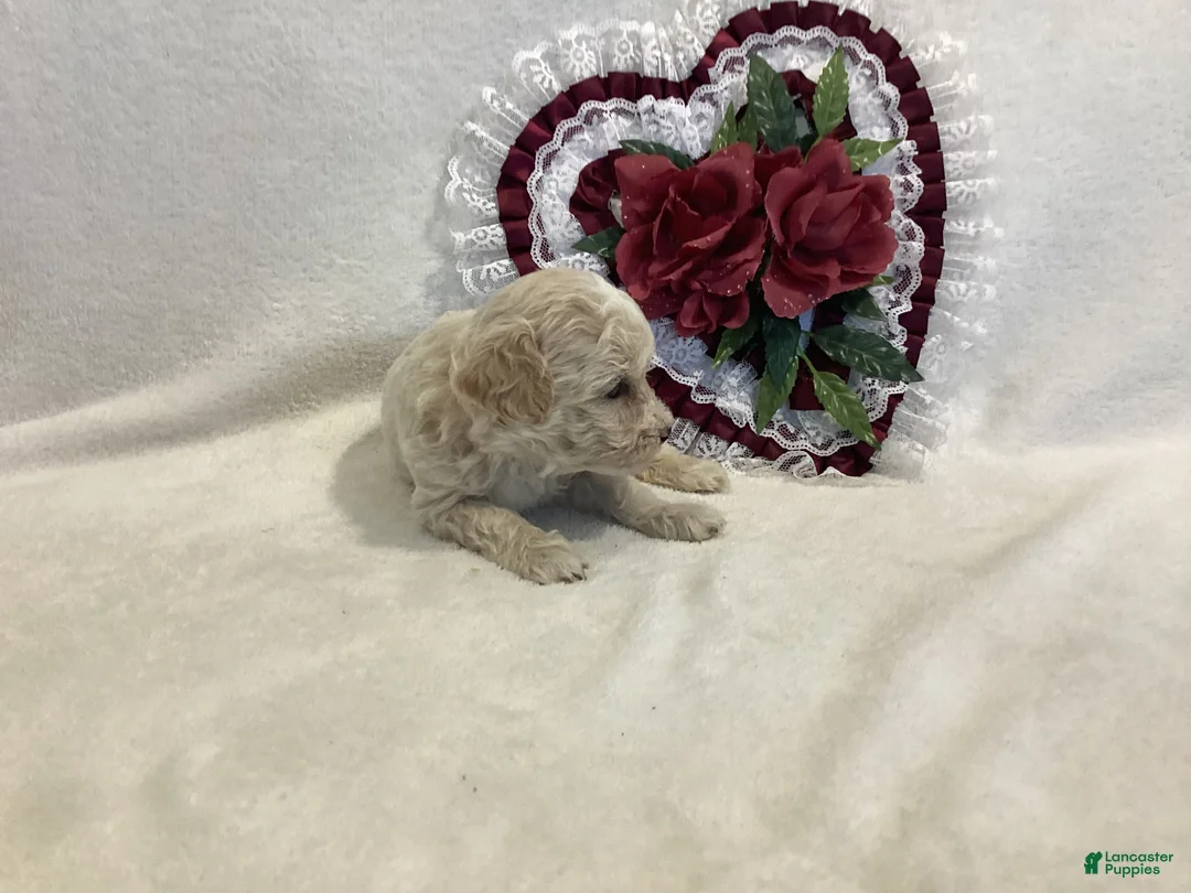 Maltipoo dogs for sale: Crispie - Ad 2