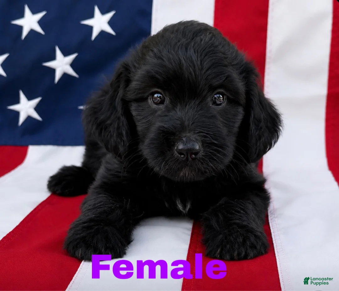 Aussiedoodle dogs for sale: Aussiedoodle 1 - Ad 2