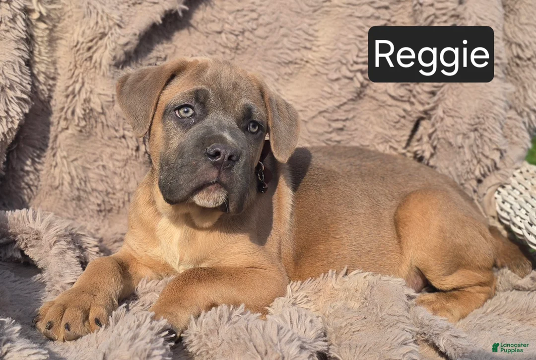 Cane Corso dogs for sale: Reggie - Ad 2