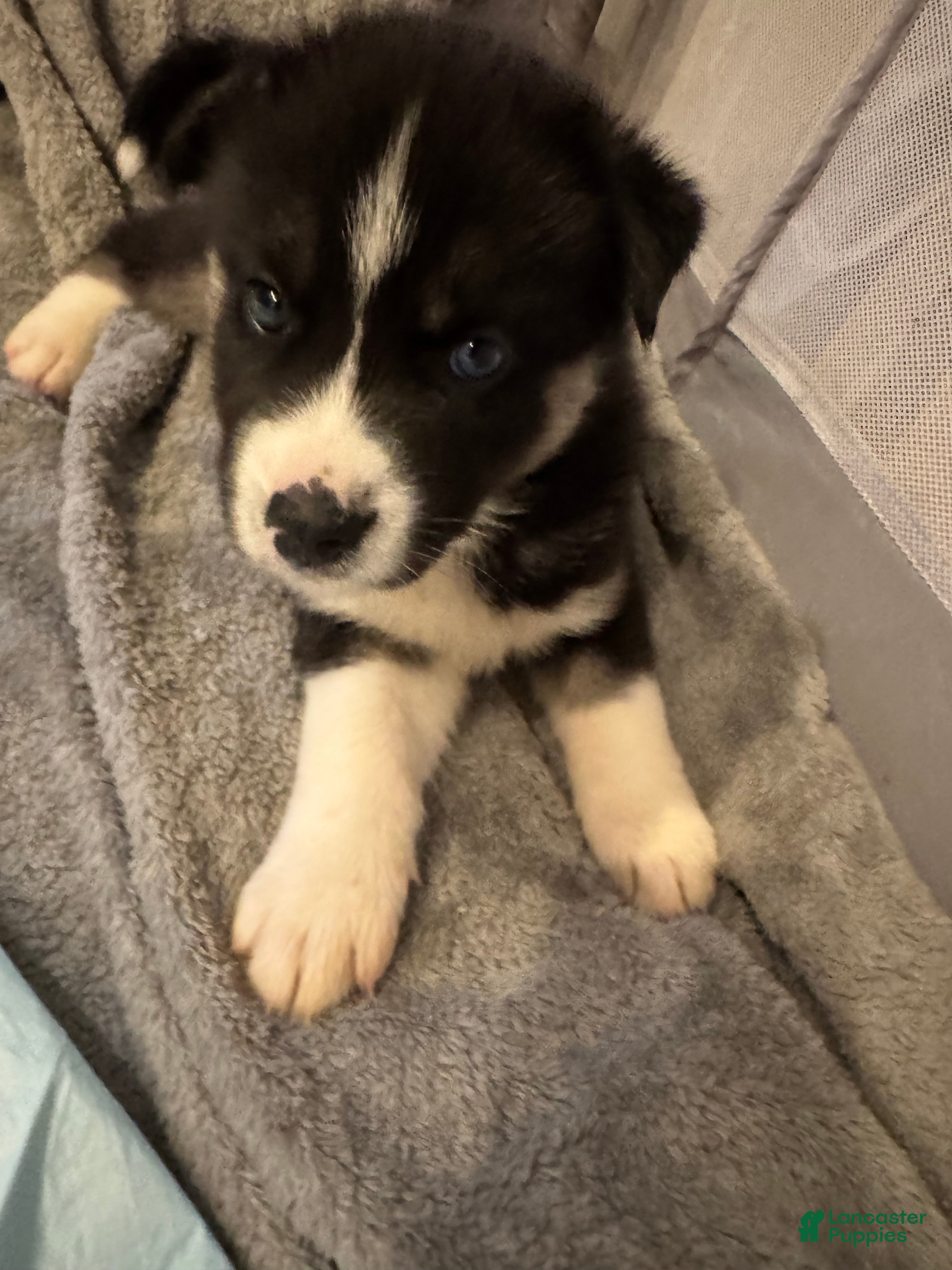 Siberian Husky dogs Chaos  - Ad 41