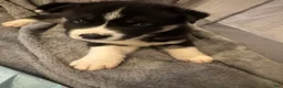 Siberian Husky dogs for sale: Chaos  - Ad 1