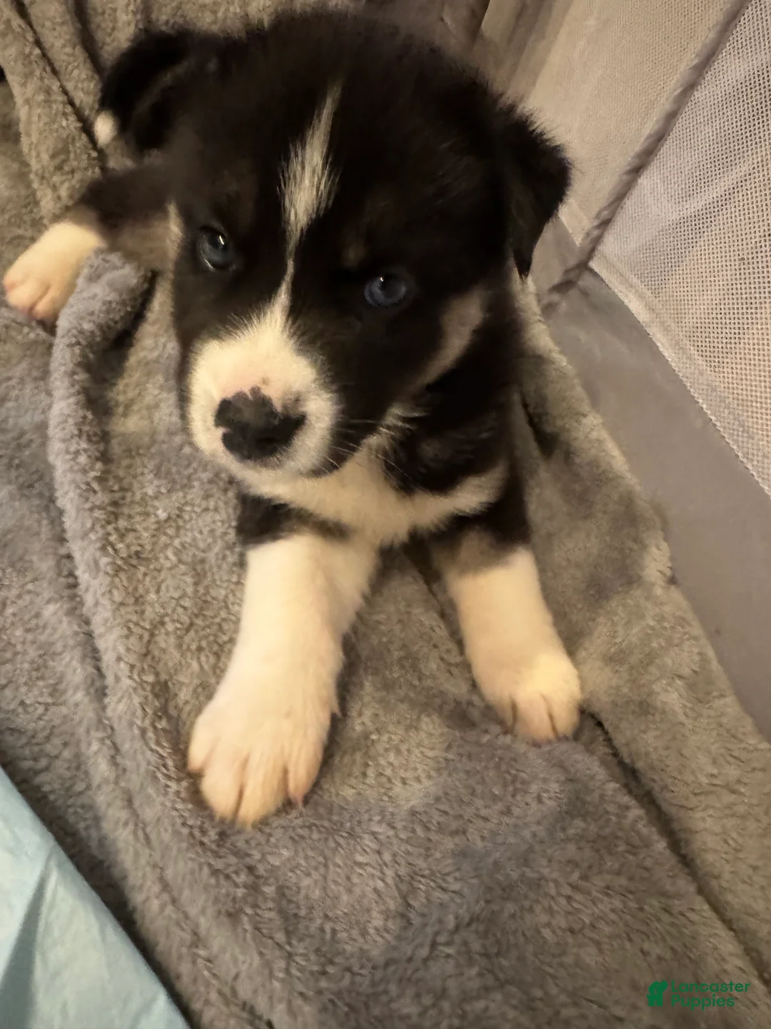 Siberian Husky dogs for sale: Chaos  - Ad 1