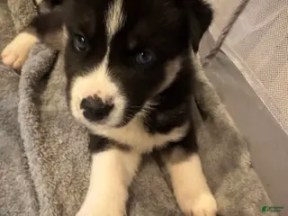 Siberian Husky dogs Chaos - Ad 3