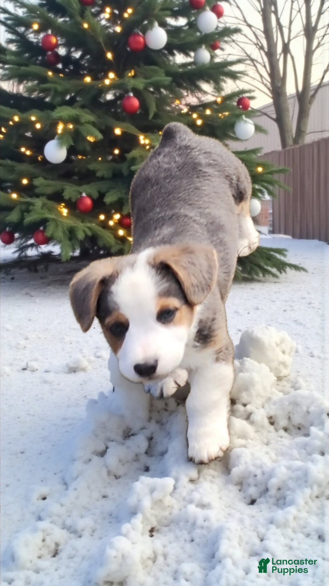 Welsh Corgi Pembroke dogs for sale: Apex Bluie  - Ad 8