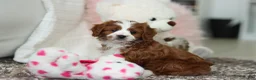 Cavapoo dogs for sale: Angela - Ad 6