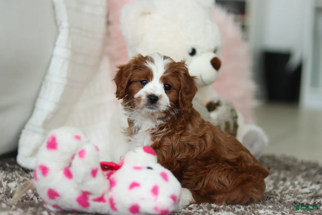 Cavapoo dogs for sale: Angela - Ad 6