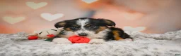 Miniature Australian Shepherd dogs for sale: Anna - Ad 3