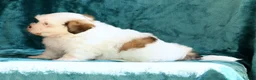Malshi dogs for sale: Braxton - Ad 5