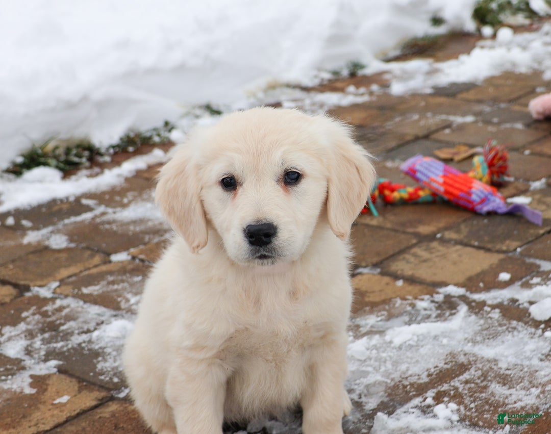 Golden Retriever dogs for sale: Chloe - Ad 1