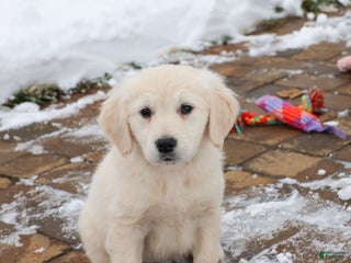 Golden Retriever dogs Chloe - Ad 6