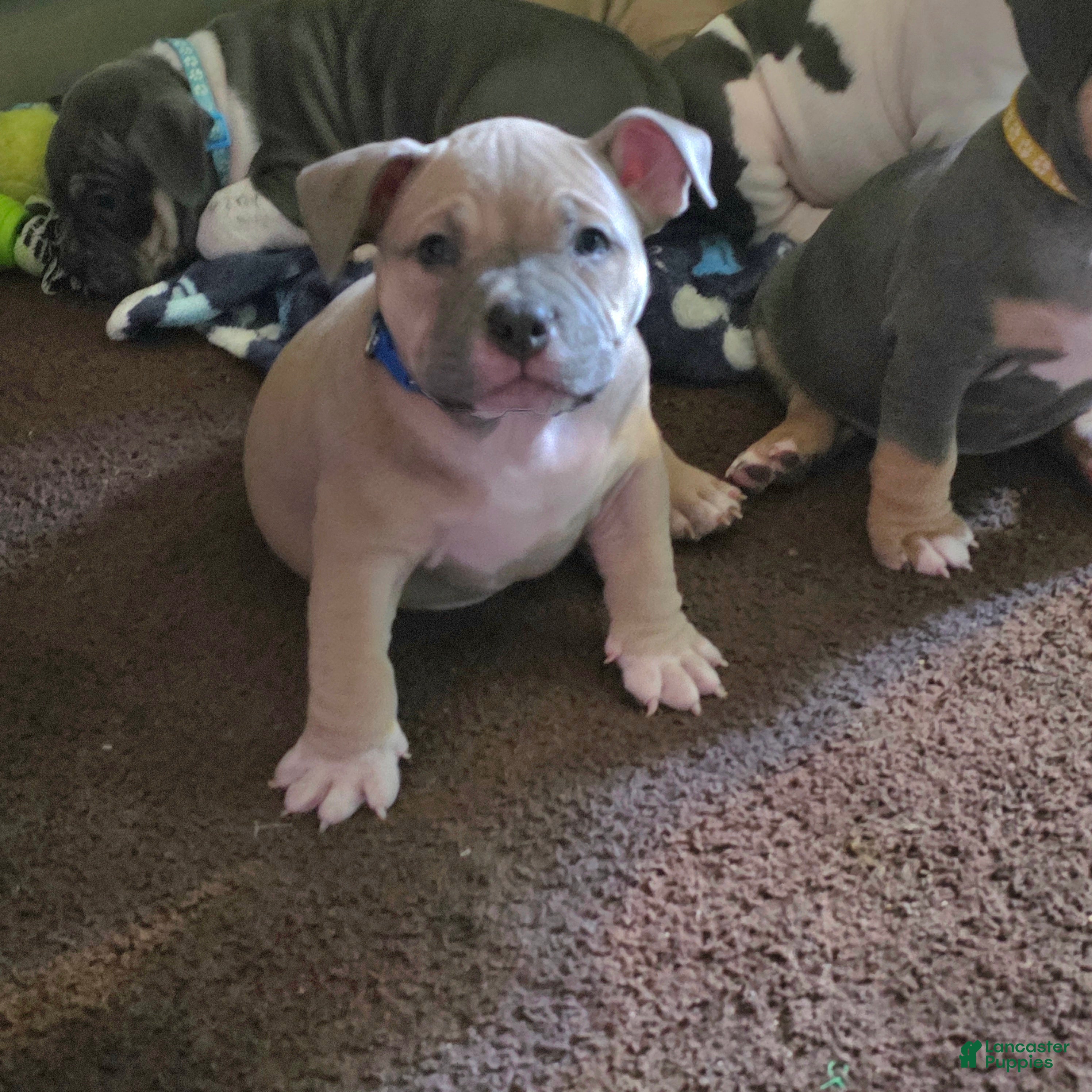 American Bully dogs Montana - Ad 1