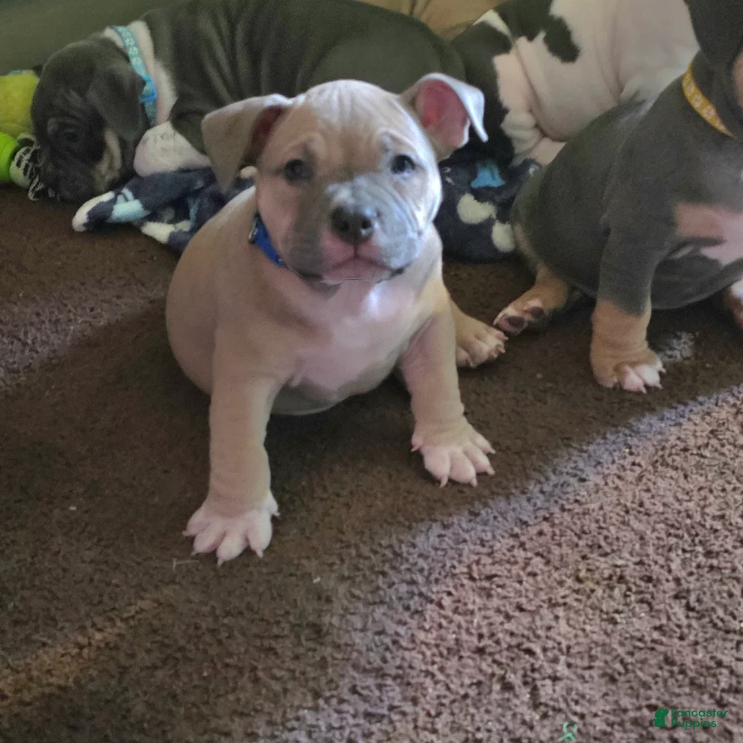 American Bully dogs for sale: Montana - Ad 2