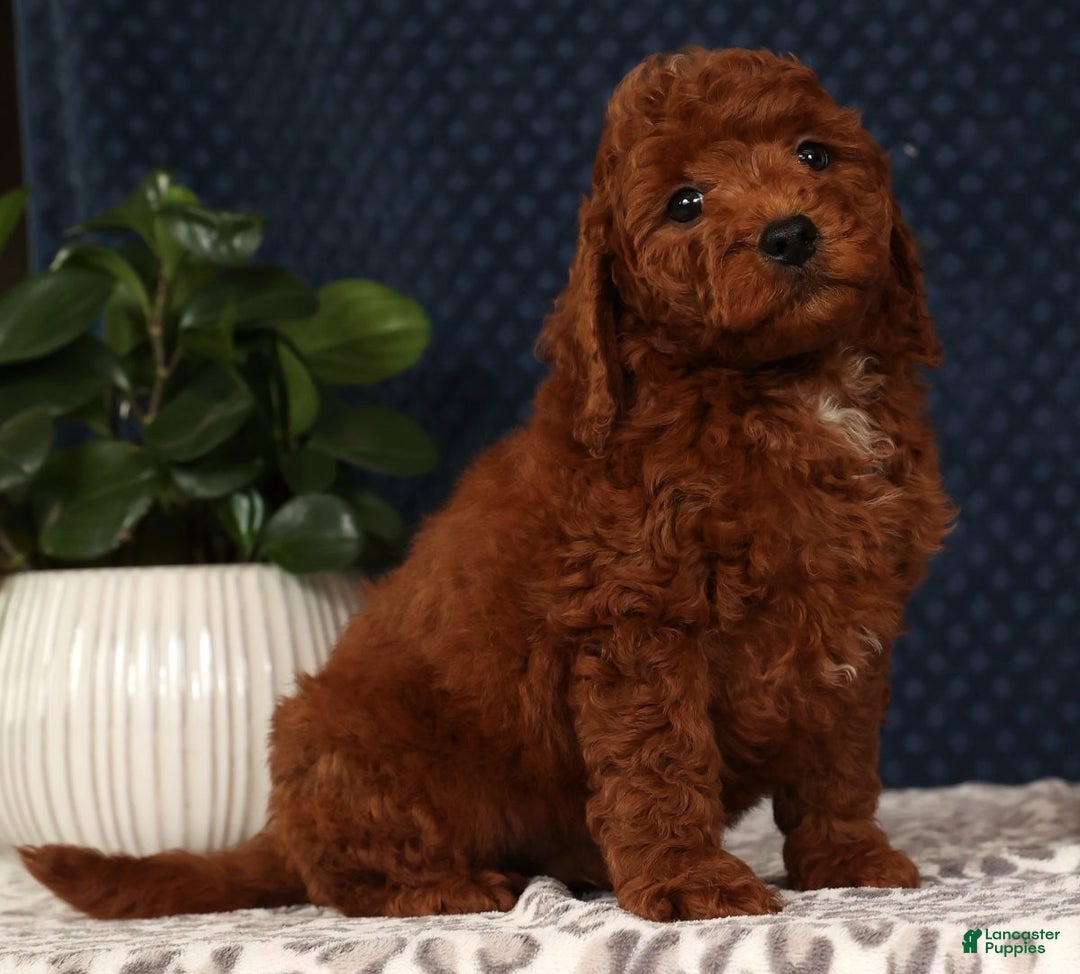 Miniature Poodle dogs for sale: Stanley - Ad 3