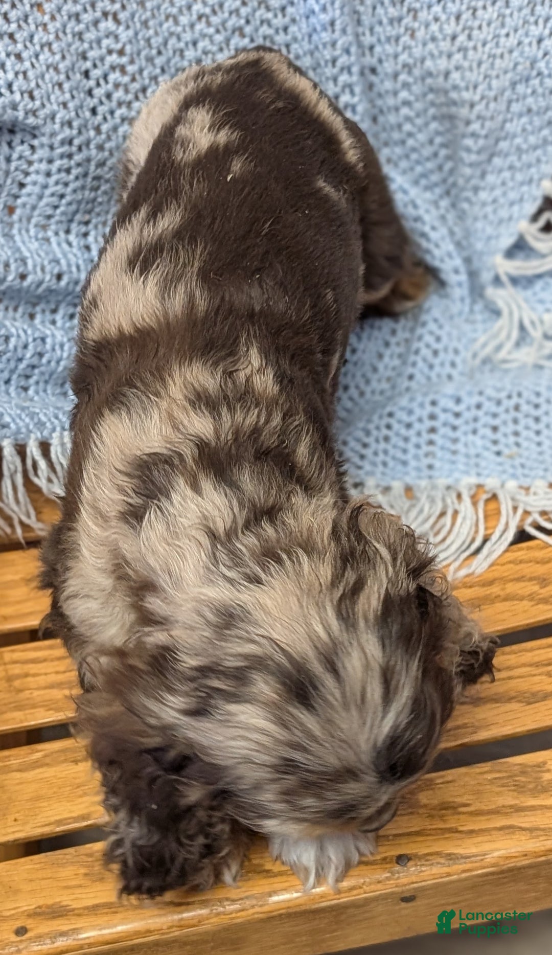 Cocker Spaniel dogs for sale: Whistle - Ad 4