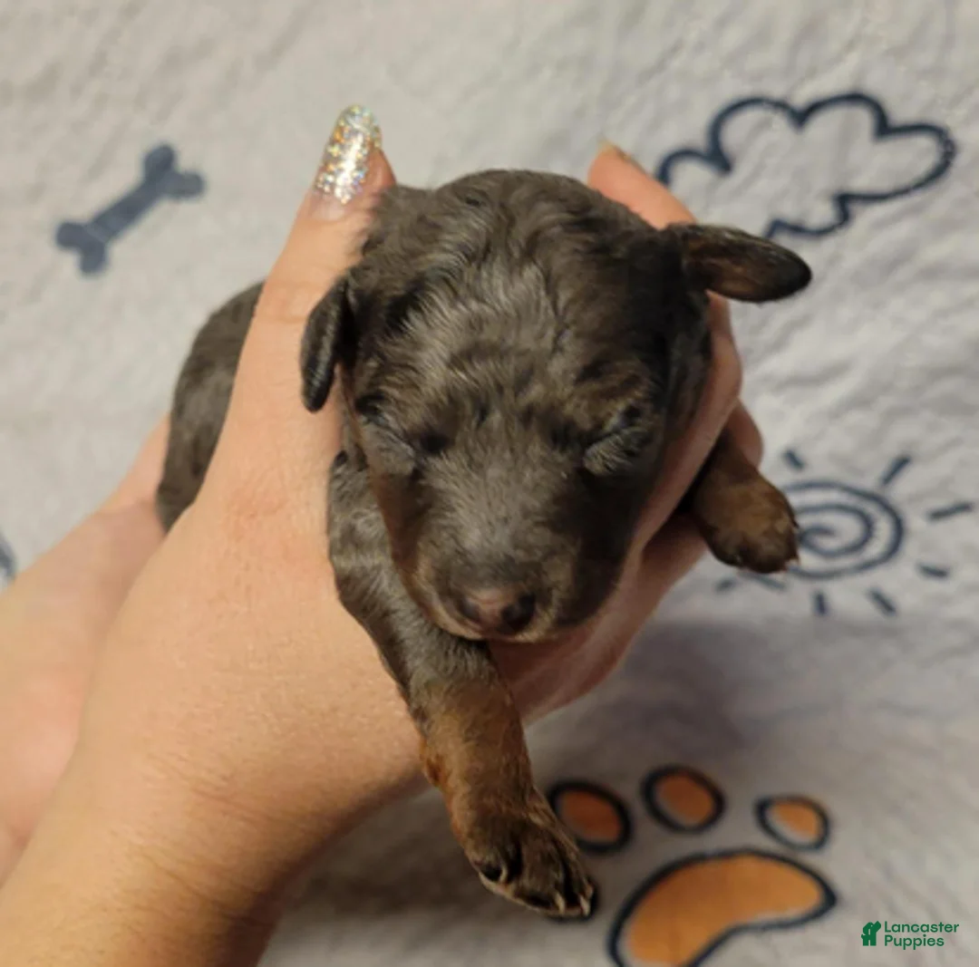 Goldendoodle dogs for sale: Sierra - Ad 4