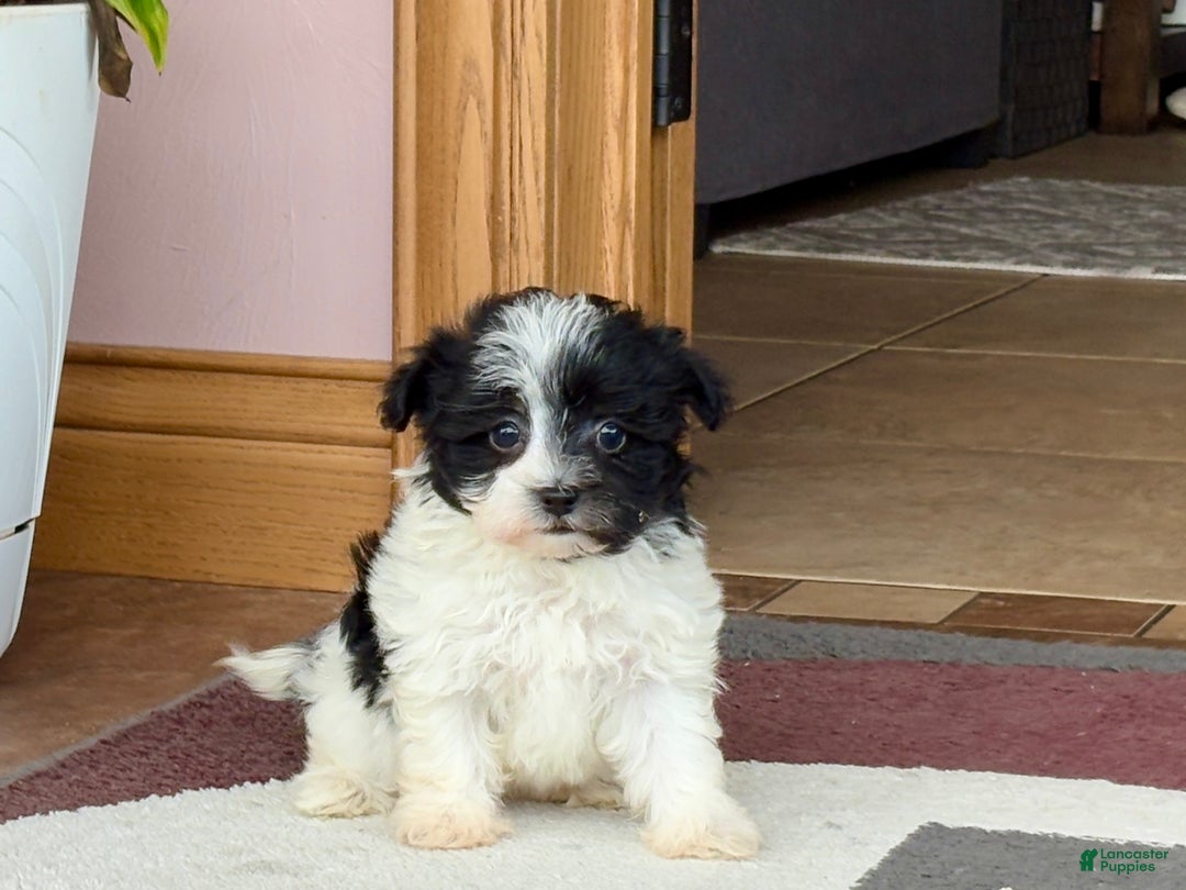 Havanese dogs for sale: Female 1 - Ad 6