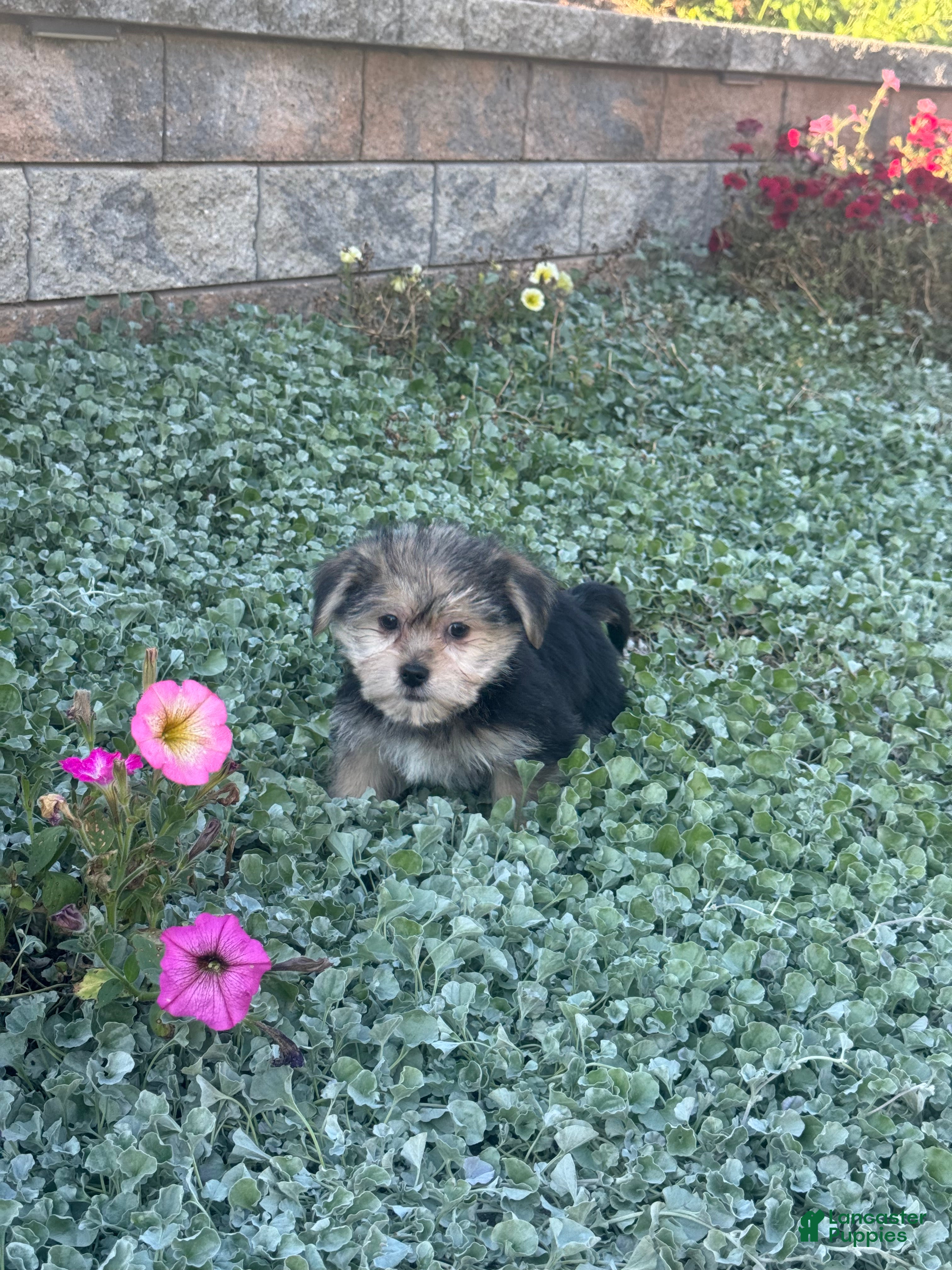Shorkie dogs Addison - Ad 42