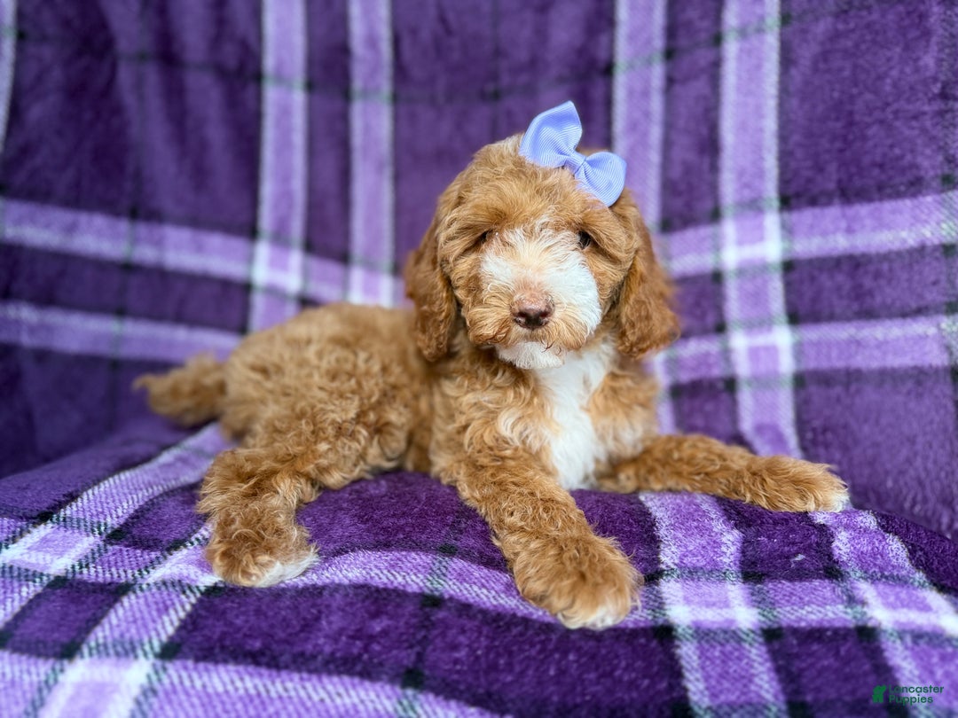 Cockapoo dogs for sale: Birdie  - Ad 2