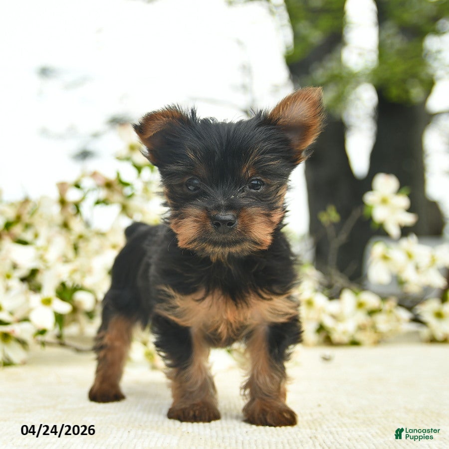Yorkshire Terrier dogs Murtle  - Ad 1