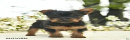 Yorkshire Terrier dogs for sale: Murtle  - Ad 1