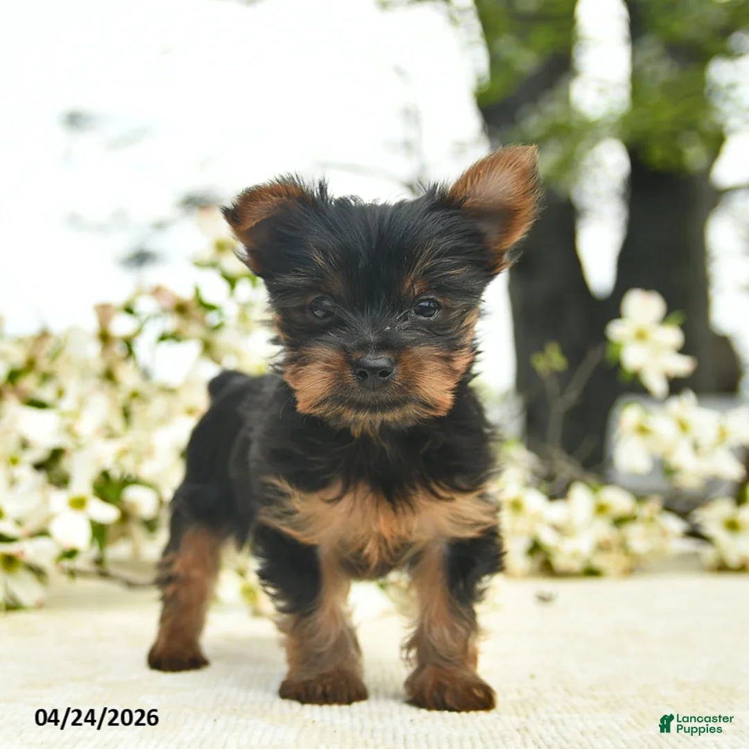 Yorkshire Terrier dogs for sale: Murtle  - Ad 1