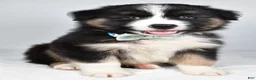 Miniature Australian Shepherd dogs for sale: Skipper - Ad 5