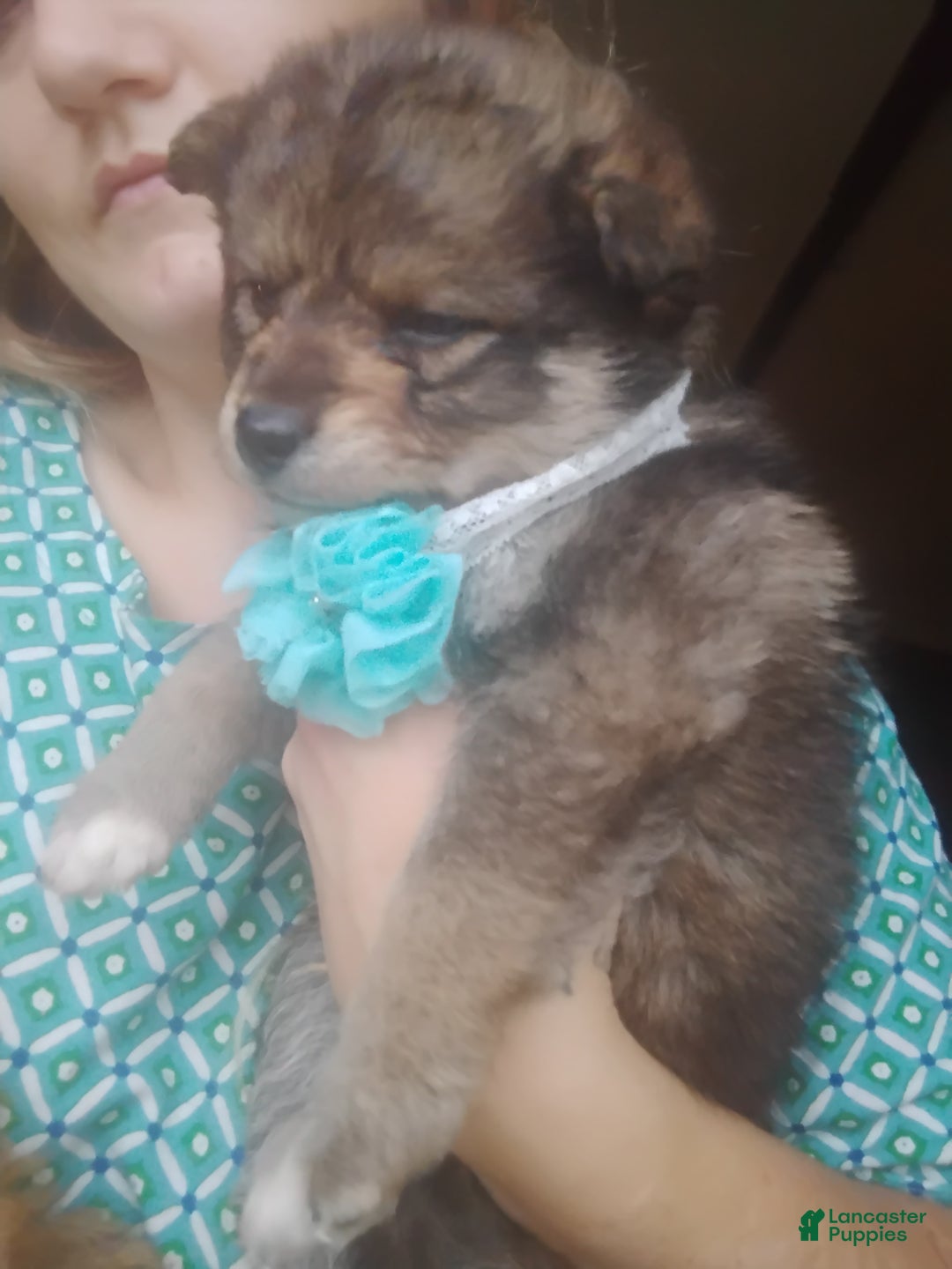 Pomsky dogs for sale: Pomsky Puppy 1 - Ad 5
