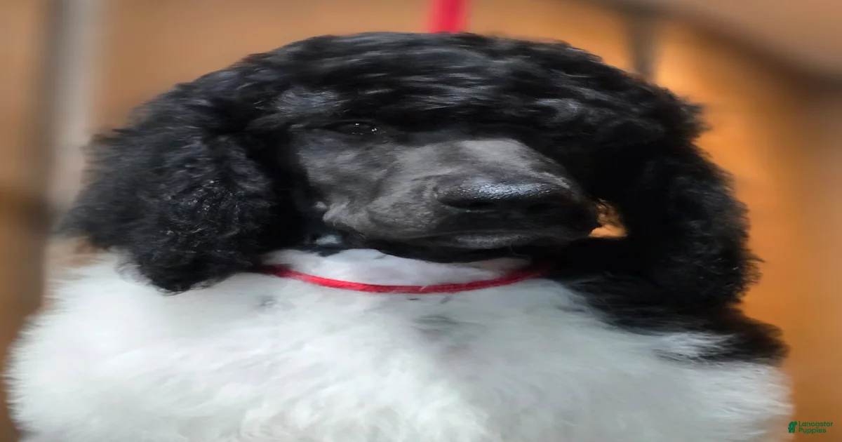 World Standard Poodle Puppies for sale | Lancaster Puppies
