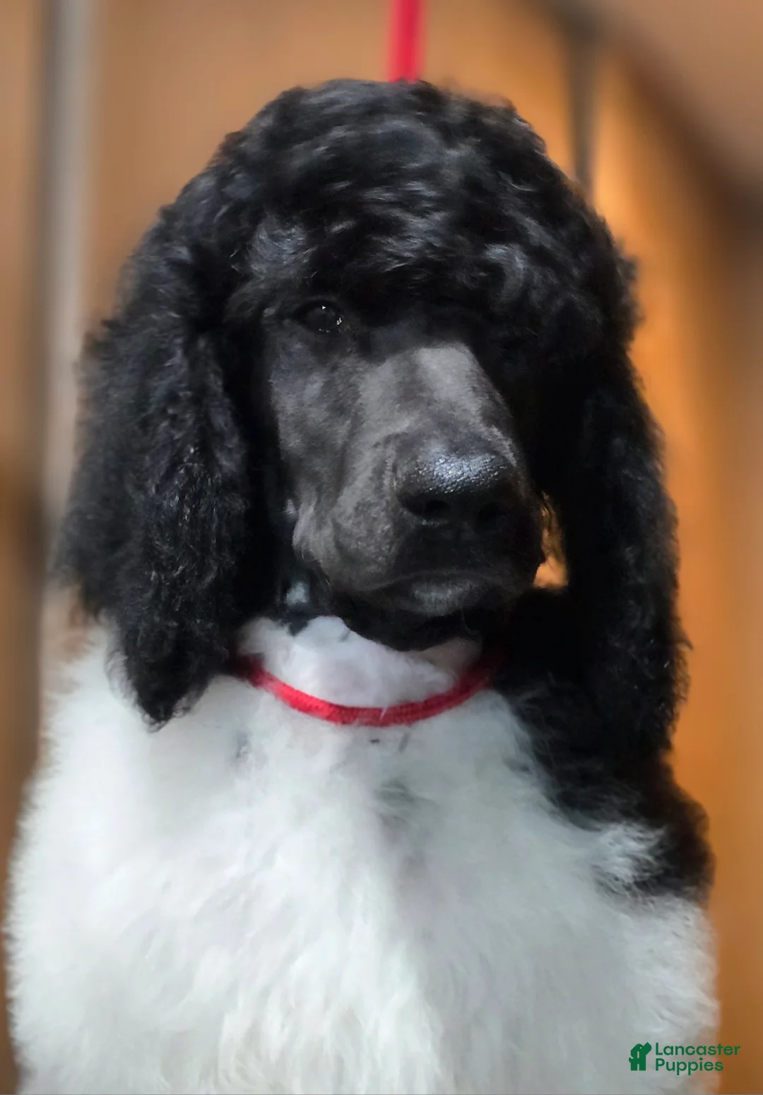 Standard Poodle dogs for sale: Phoenix  - Ad 1