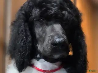 Standard Poodle dogs Phoenix - Ad 6