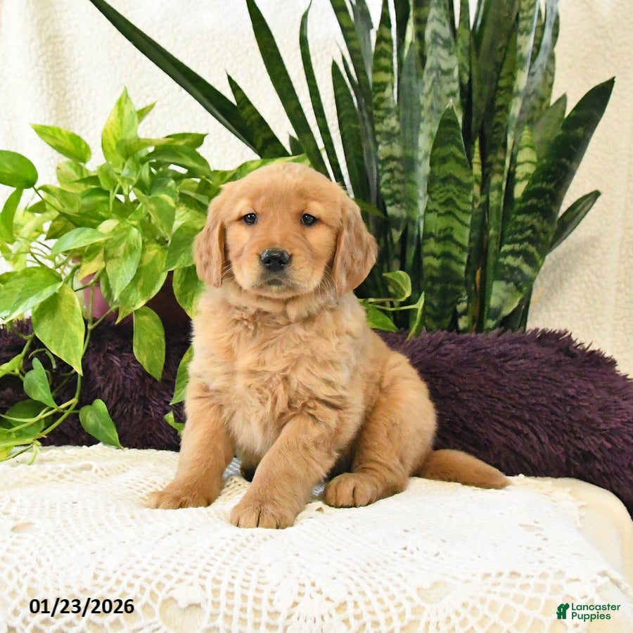 Golden Retriever dogs for sale: Lila  - Ad 4