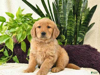 Golden Retriever dogs for sale: Lila - Ad 4