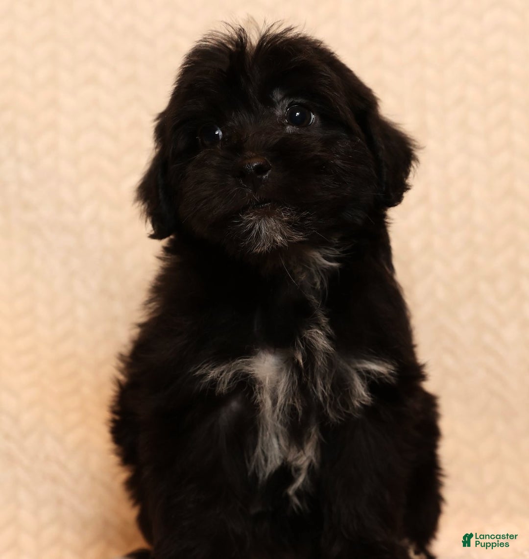 Yochon dogs for sale: Charlie - Ad 3