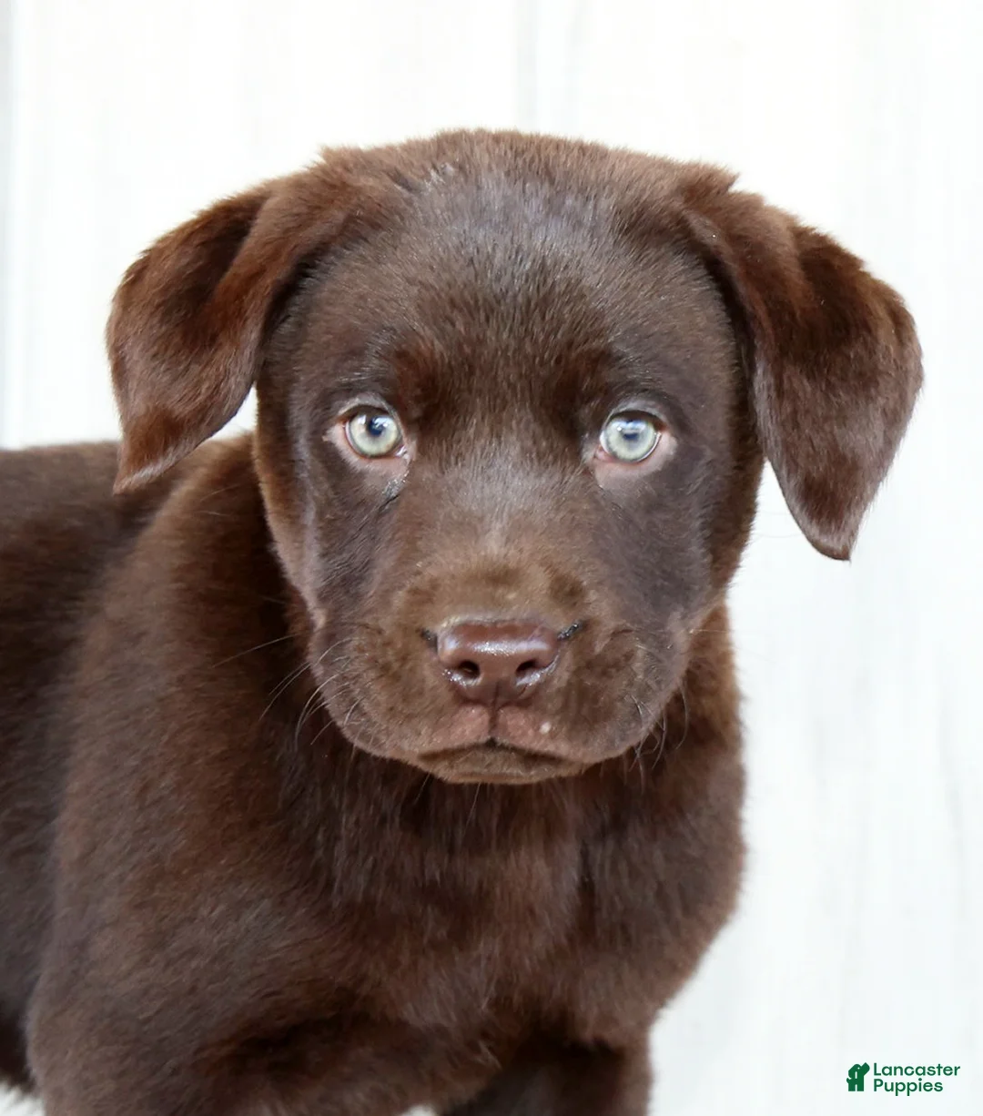 Labrador Retriever dogs for sale: Koda - Ad 9