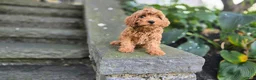 Cavapoo dogs for sale: Bryce - Ad 11