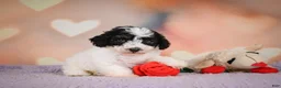 Maltipoo dogs for sale: Carter - Ad 3