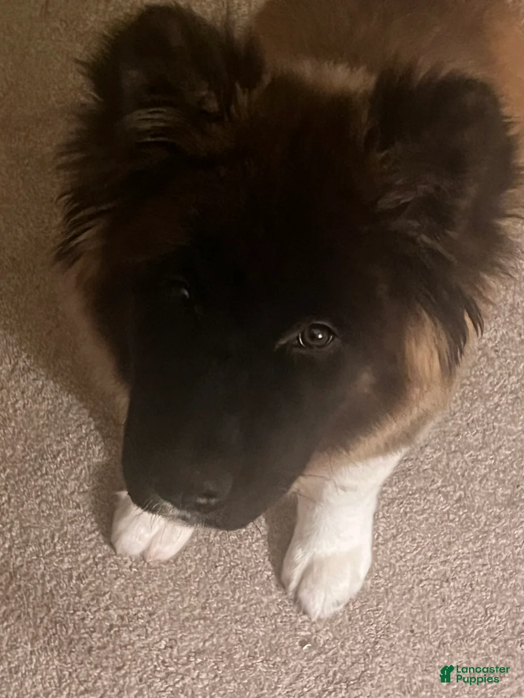 Akita dogs for sale: Akita 1 - Ad 2