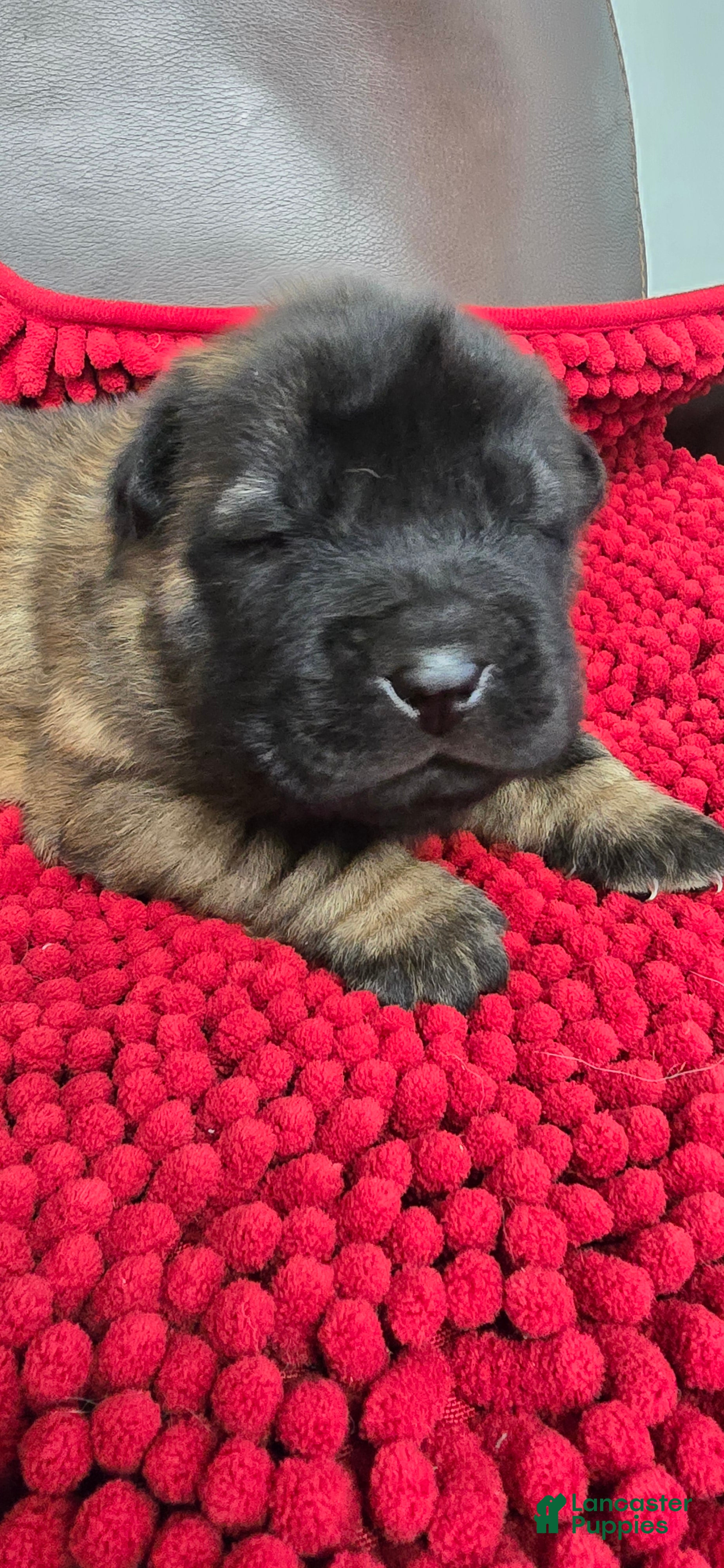 Shar Pei dogs Gorgeous bear coat - Ad 1