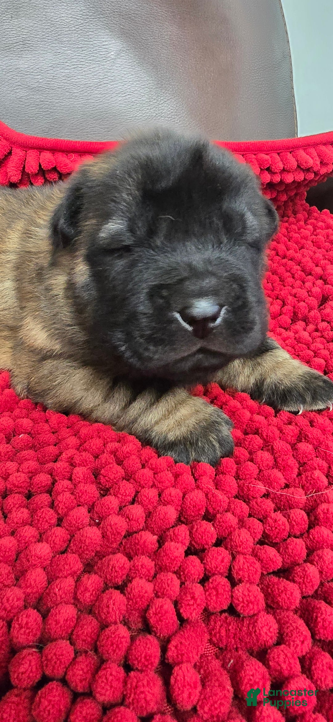 Shar Pei dogs for sale: Gorgeous bear coat - Ad 1