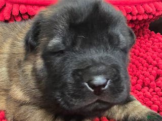 Shar Pei dogs Gorgeous bear coat - Ad 1