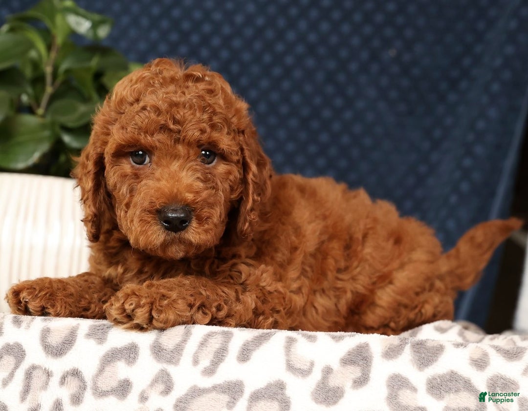Miniature Poodle dogs for sale: Seth - Ad 2