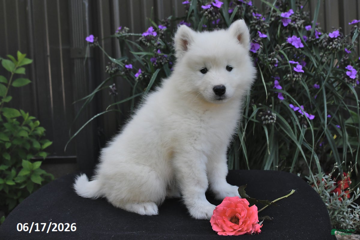 Samoyed dogs Rover - Ad 2