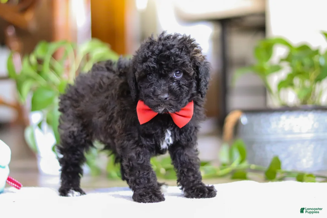 Miniature Poodle dogs for sale: Bodie - Ad 2