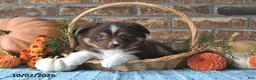 Miniature Australian Shepherd dogs for sale: Henry - Ad 3