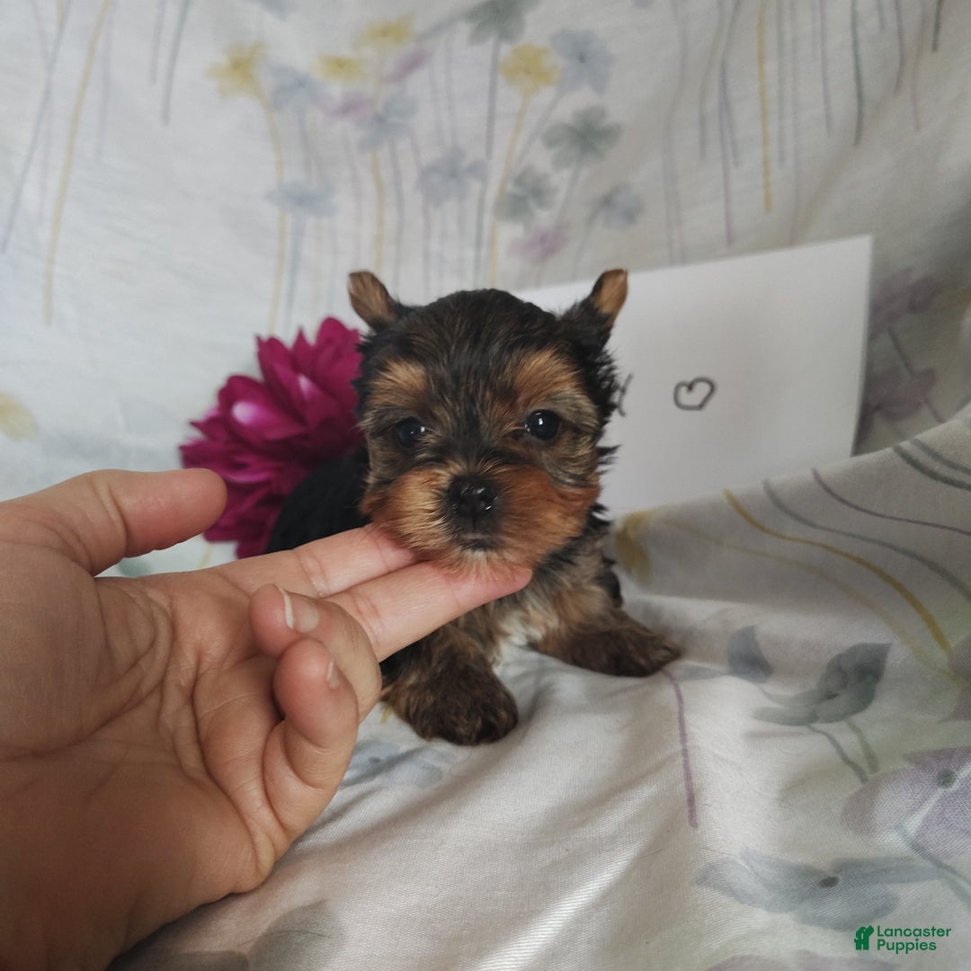 Yorkshire Terrier dogs for sale: Cindy - Ad 2